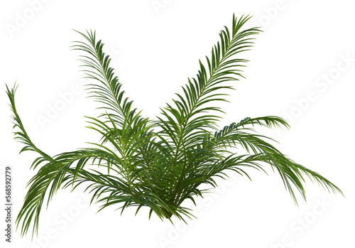 Collection of 3D tropical plants and foliage PNG illustrations. fern 9a