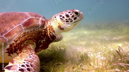 Loggerhead turtle underwater photo
