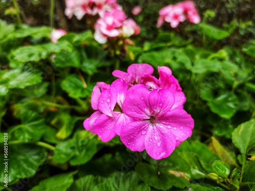 Beautiful geraniums are in bloom. Geranium flower colors consist of white, pink, red and purple.