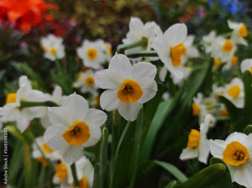 Narcissus is an attractive flower for ornamental plants that flower in spring