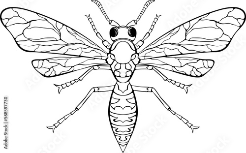 Wasp with spread wings top view. Flying insect close up. Vector illustrations in hand drawn sketch style isolated on white. Black insect for coloring book page, logo.