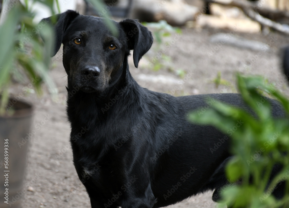 perro negro de campo perro negro de campo