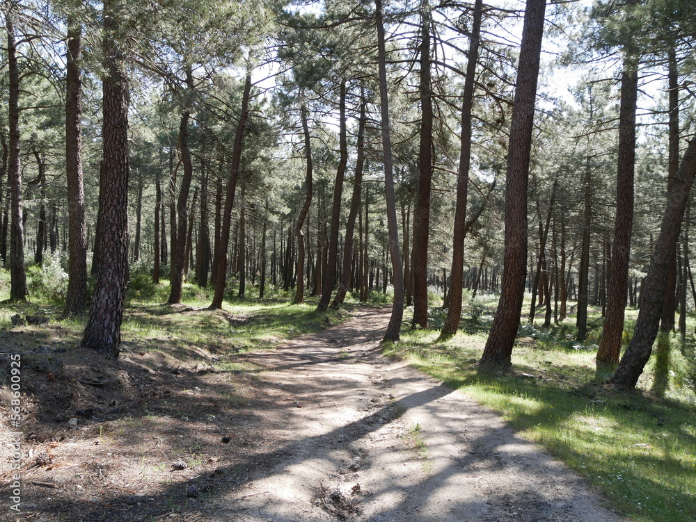 Obraz premium Paisajes