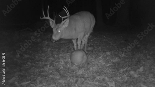 whitetail deer buck in forest at night