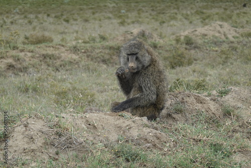 Kenya - Hells Gate National Park - baboon