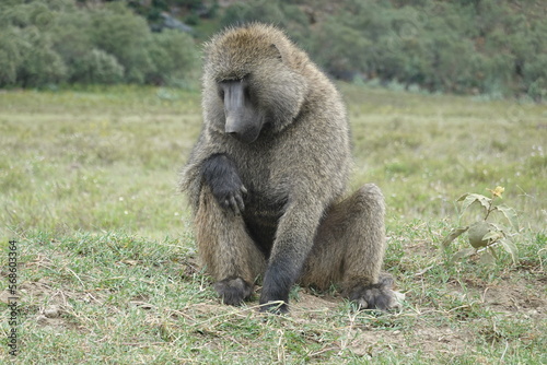 Kenya - Hells Gate National Park - Baboon