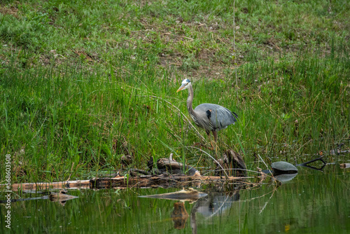 heron on the lake