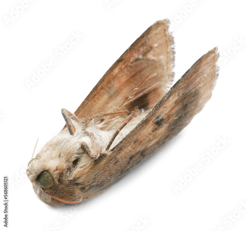 Dead corn earworm moth isolated on white photo