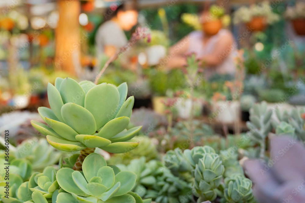 Fototapeta premium female person working and attending to a customer in the ornamental plant nursery.