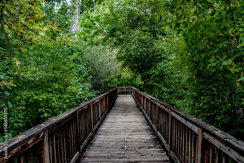 Wooden Bridge Winding Through Green Forest at Tryon Creek in Portland, OR