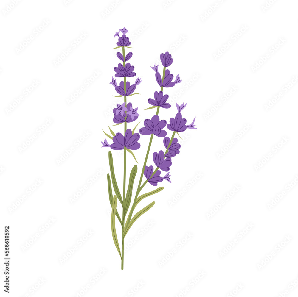 Branch purple lavender flowers with green leaves