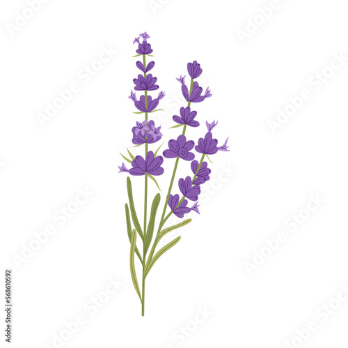 Fototapeta Naklejka Na Ścianę i Meble -  Branch purple lavender flowers with green leaves