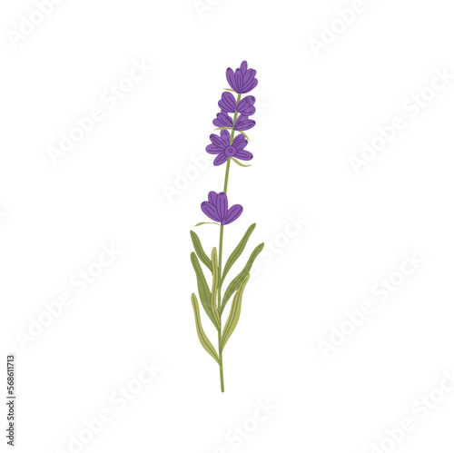 Lavender floral botanical flower with green leaves