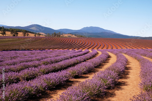 Bridestowe Lavender Estate Tasmania Australia