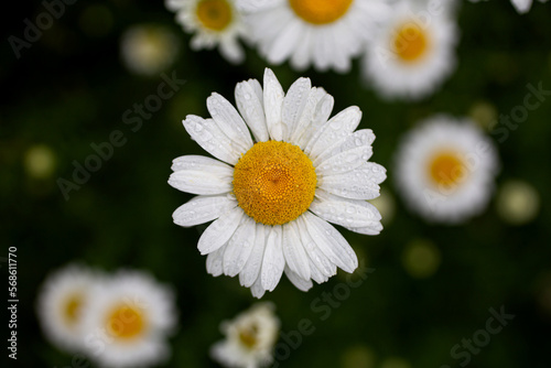 daisy in a field of daisies