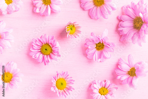 Pink Chrysanthemum flower blossom on pink background  spring season