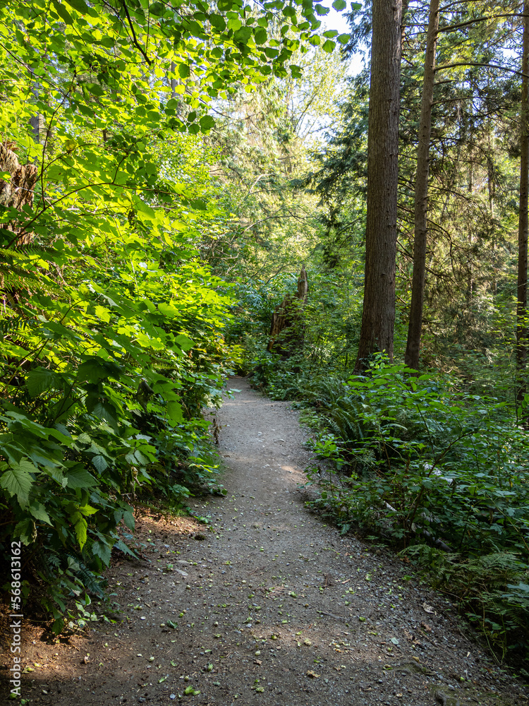 Obraz premium flat pathway inside a quiet forest on a sunny day