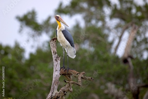 Canvas-taulu The lesser adjutant (Leptoptilos javanicus) , Asian relative of the marabou stor