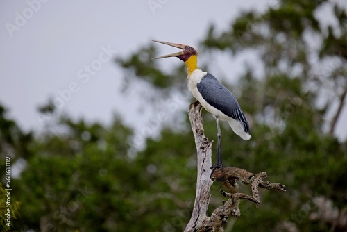 Papier peint The lesser adjutant (Leptoptilos javanicus) , Asian relative of the marabou stor