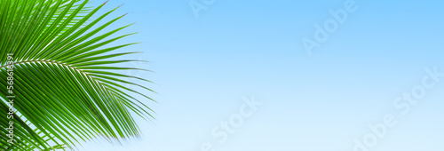 Palm tree leaves blue sky background frame, green palm branch corner border, tropical island sea beach banner, summer holidays template, vacation design, travel pattern, tourism backdrop, copy space