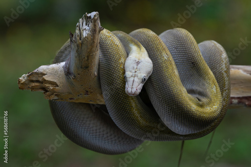 A reticulated python with bacan emeraldo morph coiled its body over a branch  photo