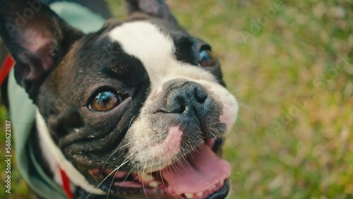 Beautiful Boston Terrier Dog Closeup Face