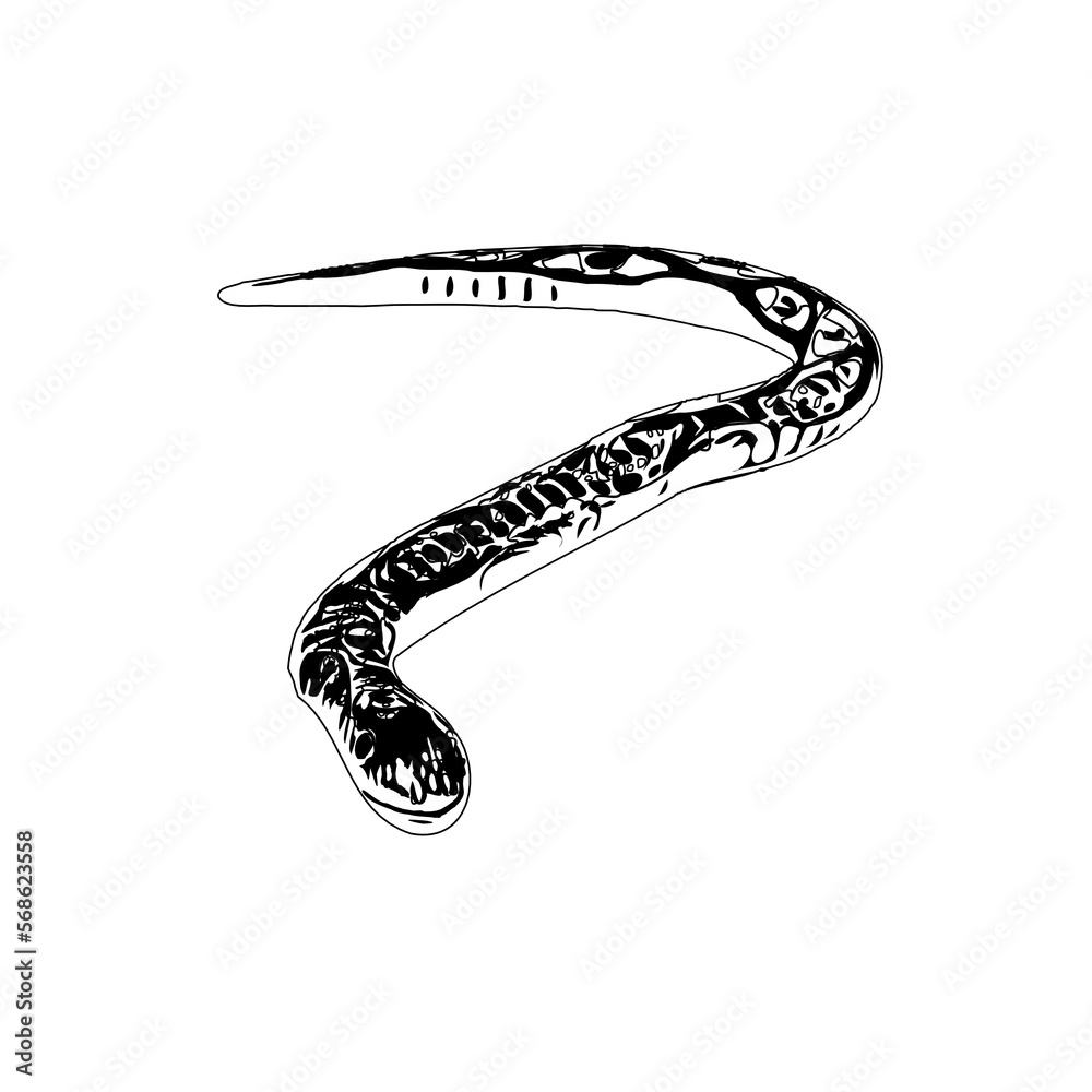 Black and white sketch of a snake with transparent background