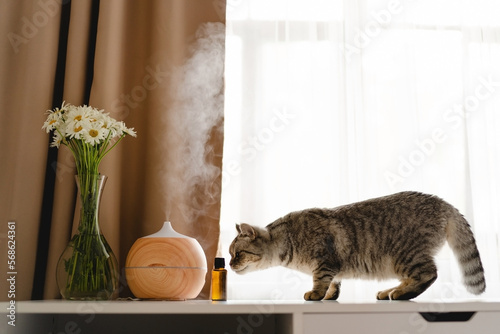 Fotografie Aromatherapy concept