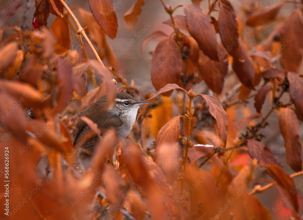 bewicks wren in leaves out in a natural background bewicks wren in leaves out in a natural background