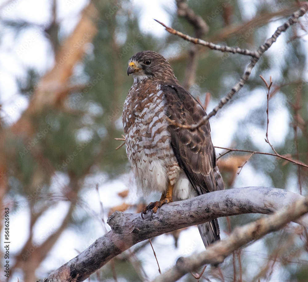 Broad winged hawk in a natural environment Broad winged hawk in a natural environment