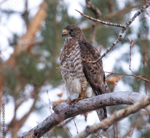 Broad winged hawk in a natural environment