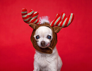 Cute photo of a dog in a studio shot on an isolated background