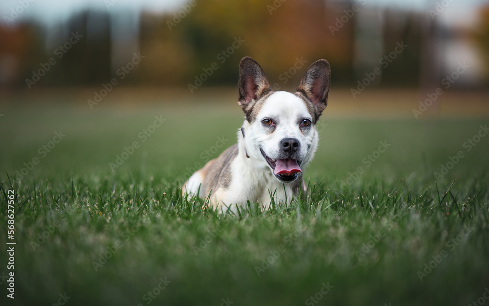 cute dog on an isolated background outside at a park cute dog on an isolated background outside at a park