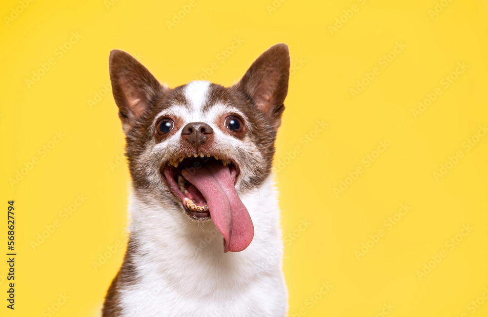 Cute photo of a dog in a studio shot on an isolated background Cute photo of a dog in a studio shot on an isolated background