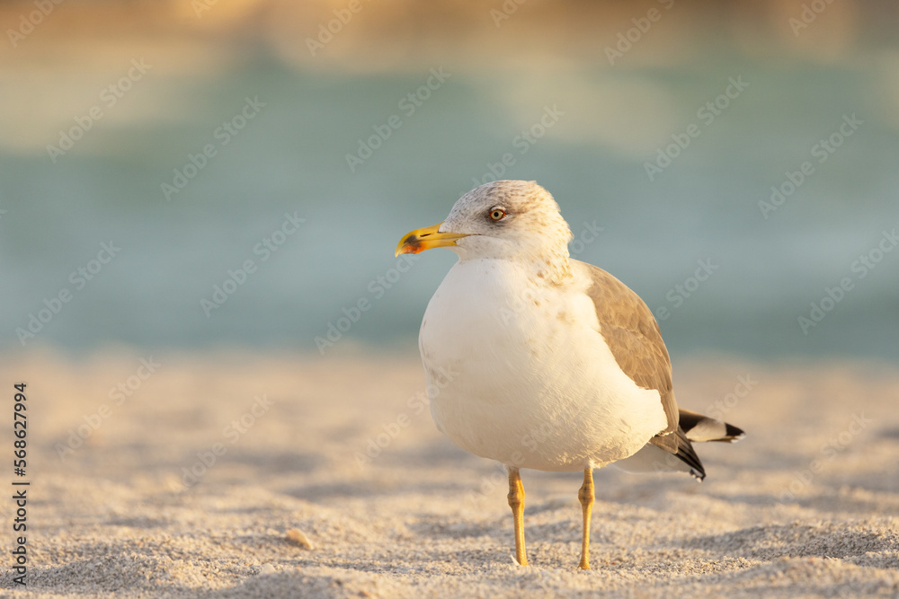 A lesser black-backed gull (Larus fuscus) stands on Lido Beach, Florida A lesser black-backed gull (Larus fuscus) stands on Lido Beach, Florida
