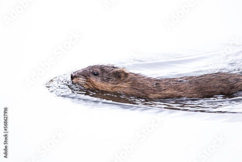 small muskrat swimming in water during winter photo