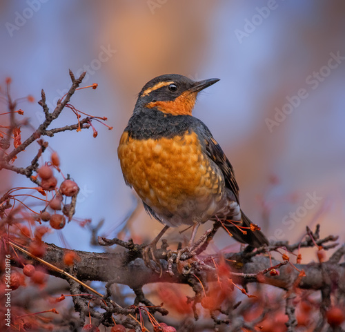 varied thrush eating a berry from a crab apple tree photo