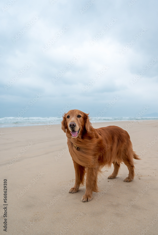 Golden retriever dog standing on the sand by the sea on a cloudy day