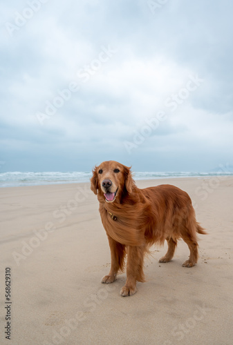 Golden retriever dog standing on the sand by the sea on a cloudy day