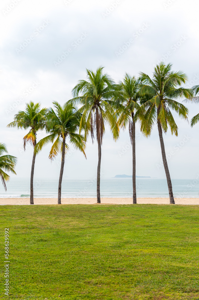 Grass and coconut trees by the sea Grass and coconut trees by the sea