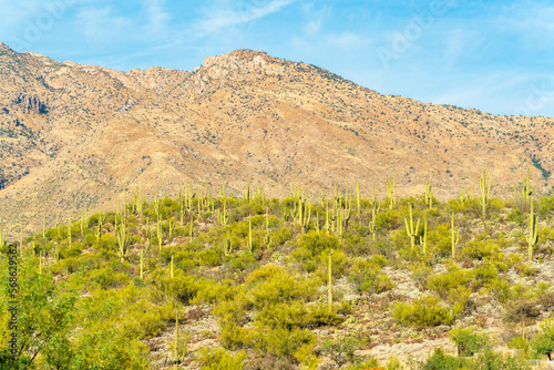 Rolling hills of arizona with wild moutain background in late afternoon sunset lighting and visible saguaro cactuses
