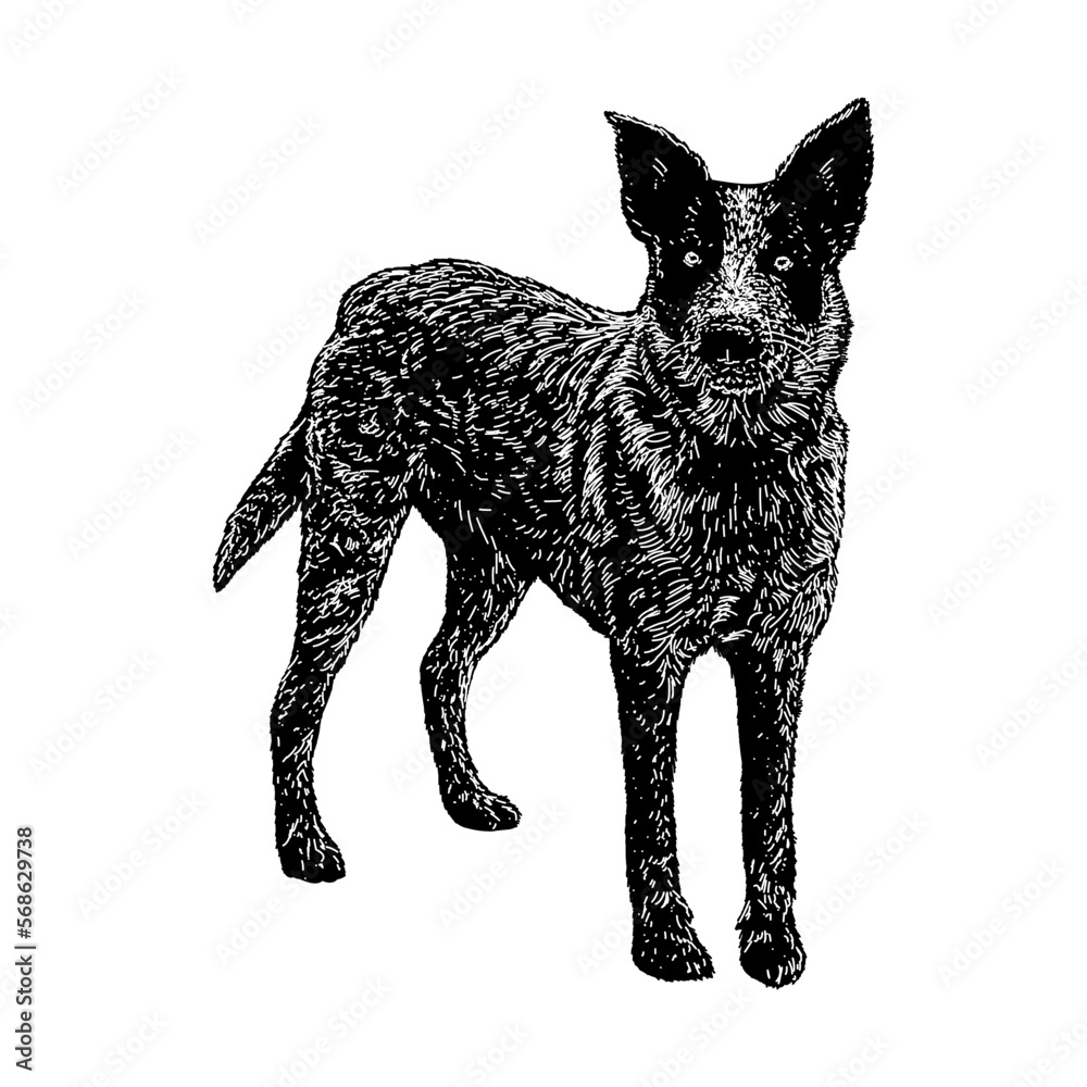 Texas Heeler hand drawing. Vector illustration isolated on background ...