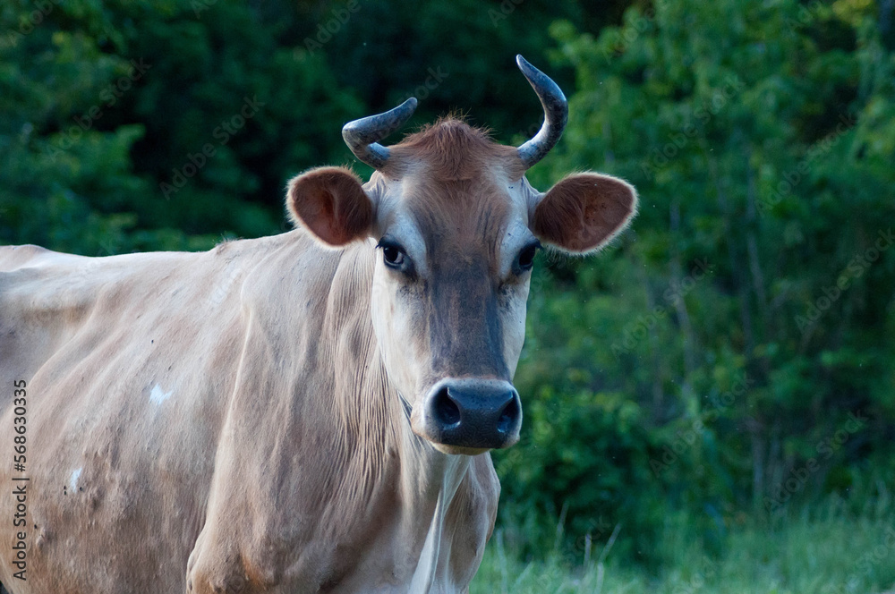 Curious cow of the jersey breed loose in the field Curious cow of the jersey breed loose in the field