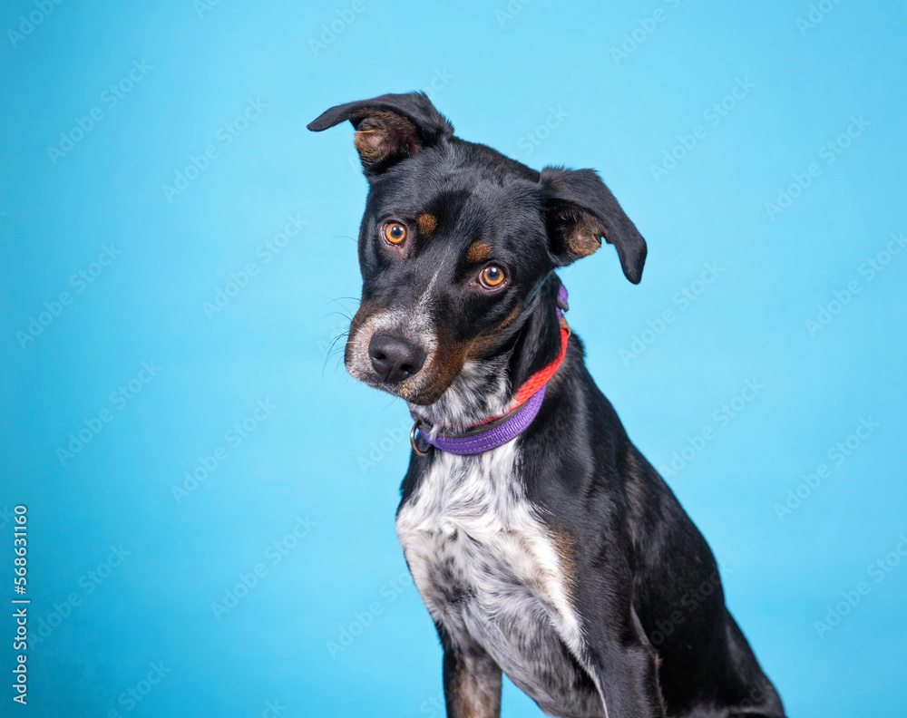 Cute photo of a dog in a studio shot on an isolated background