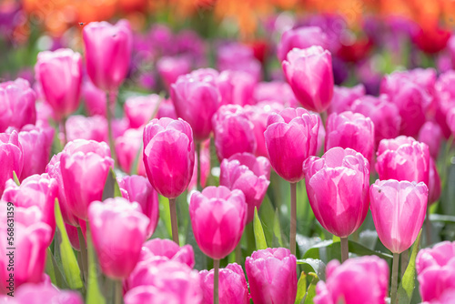 Field of colorful tulips in bloom at spring time