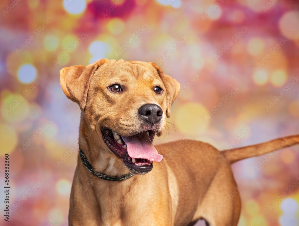 studio shot of a cute dog on an isolated background studio shot of a cute dog on an isolated background