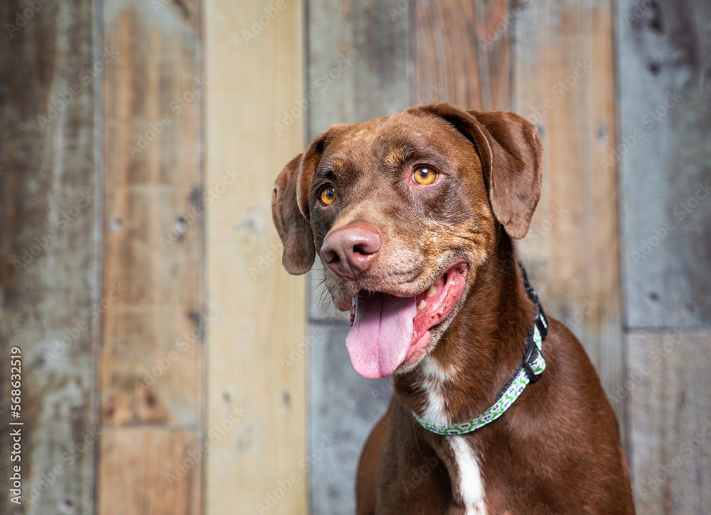 studio shot of a cute dog on an isolated background