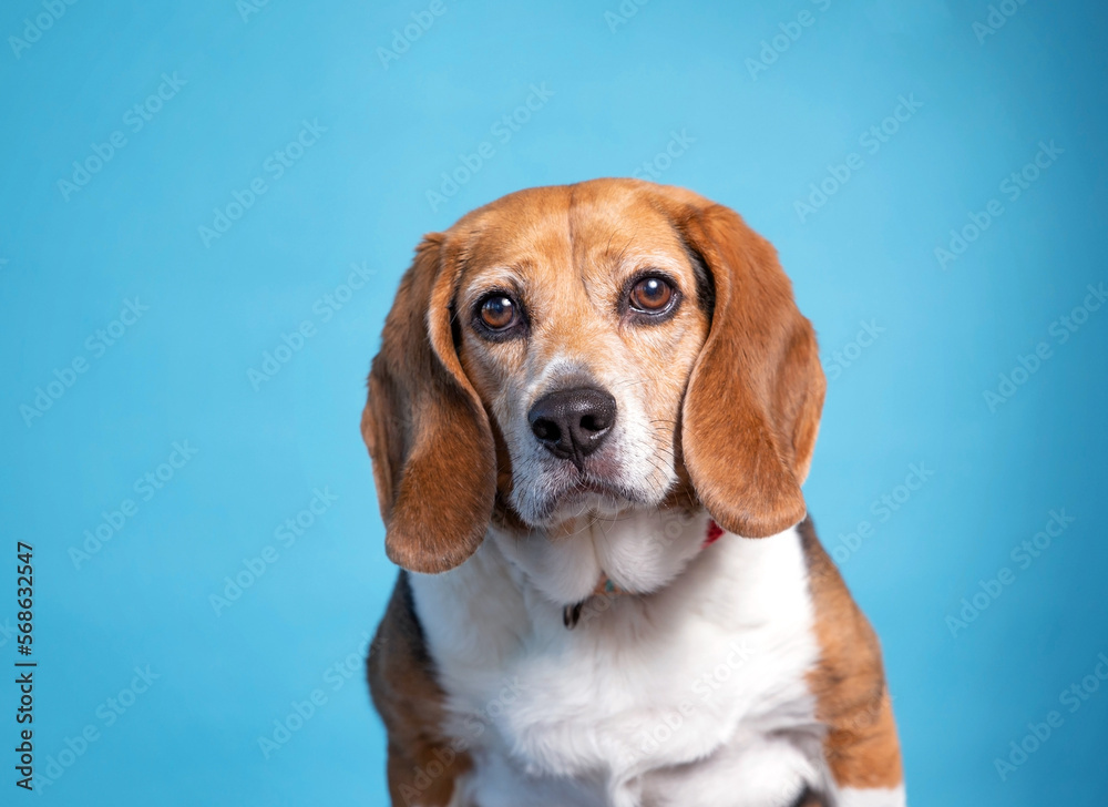 studio shot of a cute dog on an isolated background