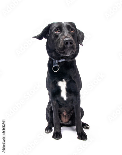 studio shot of a cute dog on an isolated background