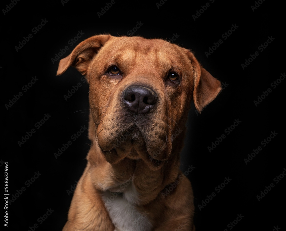 Cute photo of a dog in a studio shot on an isolated background
